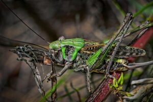 Why Do You Get Warts on Neck: Unraveling Skin Conditions 4 Why Do You Get Warts on Neck: Unraveling Skin Conditions