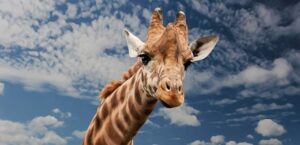 Dark Warts on Neck: Understanding Skin Pigmentation 2 Dark Warts on Neck: Understanding Skin Pigmentation