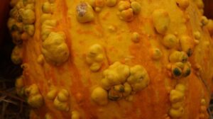 Warts on Side of Knee: Addressing Warts Along the Sides of the Knee 2 Warts on Side of Knee: Addressing Warts Along the Sides of the Knee