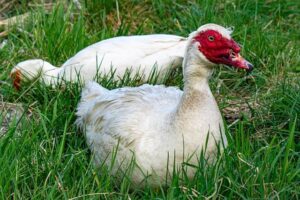 White Wart on Tongue: Understanding the Color Variations 2 White Wart on Tongue: Understanding the Color Variations