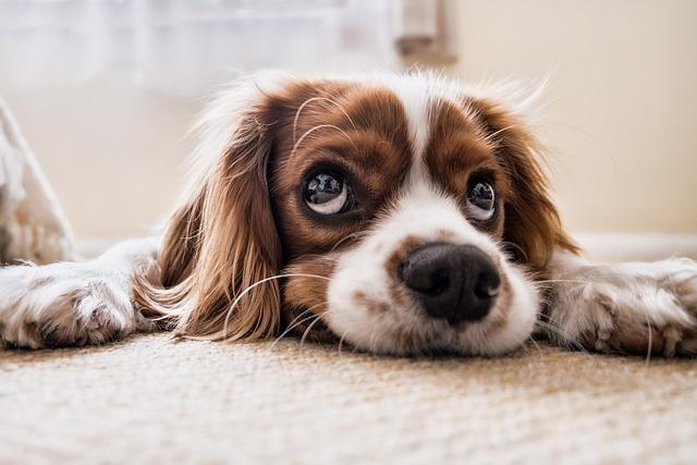 3. Treatment Options for Dog Mouth Warts: Veterinary Care and Home Remedies