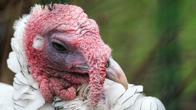 Chicken with Warts on Face: Unusual Cases Explored