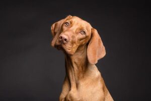 Dog Mouth Warts Home Treatment: DIY Remedies for Canine Oral Warts 4 Dog Mouth Warts Home Treatment: DIY Remedies for Canine Oral Warts