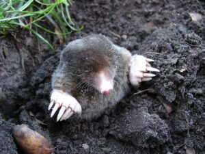Moles and Warts on Neck: Recognizing Different Skin Growths