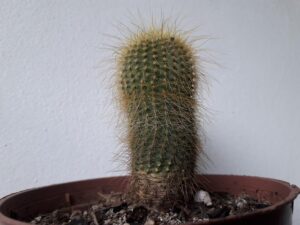 Dr. Scholl’s Wart Remover Plantar: A Review of the Product