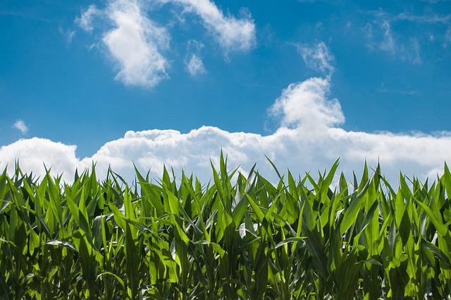 Corns vs Plantar Warts: Understanding Different Foot Conditions