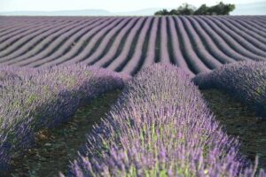 Essential Oil for Plantar Warts: Aromatic Healing for Feet