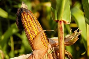 Corn on Foot vs Plantar Wart: Identifying Foot Lesions 2 Corn on Foot vs Plantar Wart: Identifying Foot Lesions
