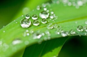 Plant Therapy No More Warts: Reviewing Natural Remedies