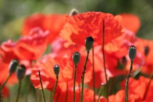 Seed Corns vs Plantar Warts: Spotting the Differences