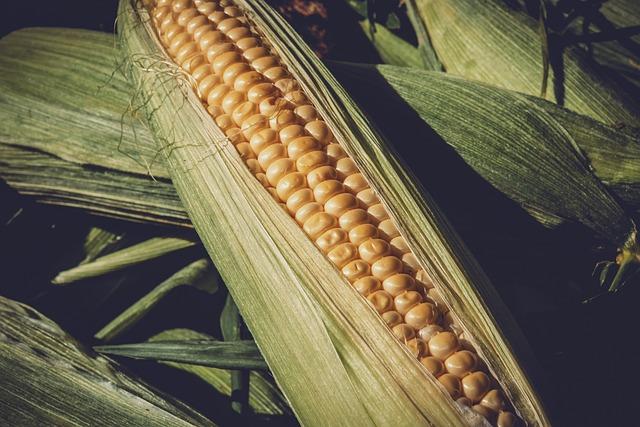 3. Corn on the Bottom of the Foot: Causes, Symptoms, and Effective Remedies